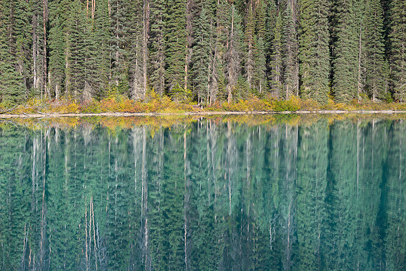 Douglas fir trees