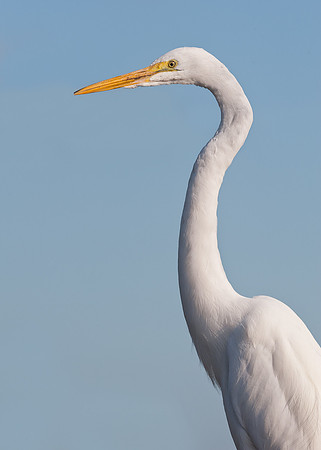Great white egret