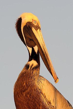 Pelican at twilight
