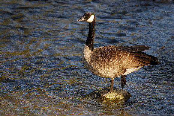 Canada goose on the rock
