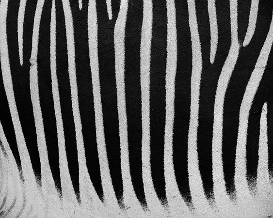 Zebra Stripes