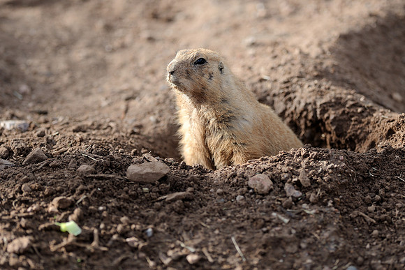 Black-tailed prairie dog