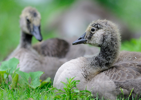 Goslings