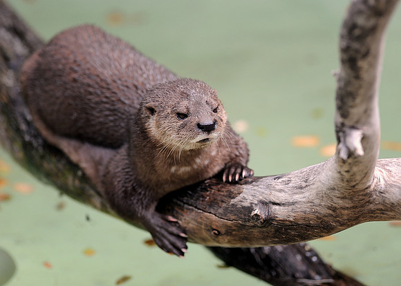 Spotted-necked otter
