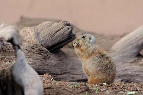 Black-tailed prairie dog