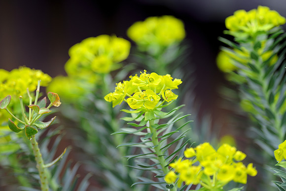 Yellow flowers