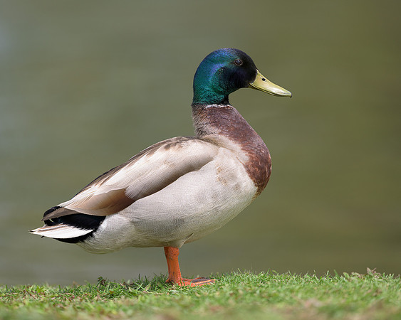 Mallard Duck