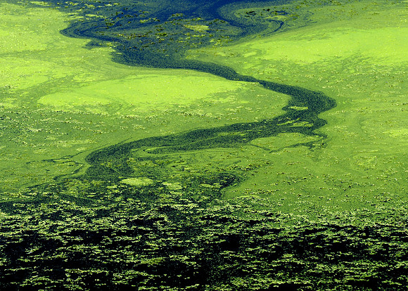 Algae abstract