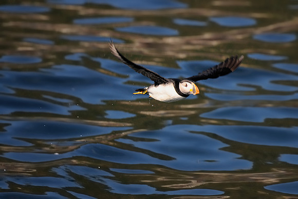 Atlantic puffin in flight