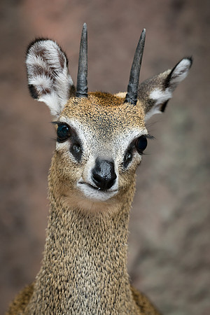 Klipspringer