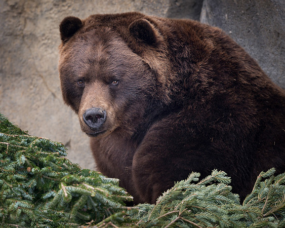 Grizzly bear