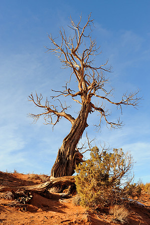 Dead tree