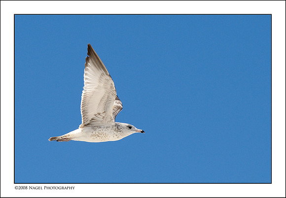 Gull in flight
