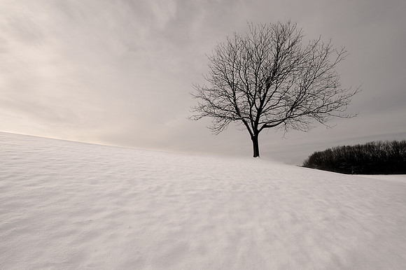 Tree on hill of snow