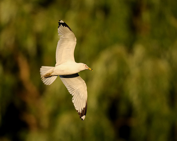 Gull in flight