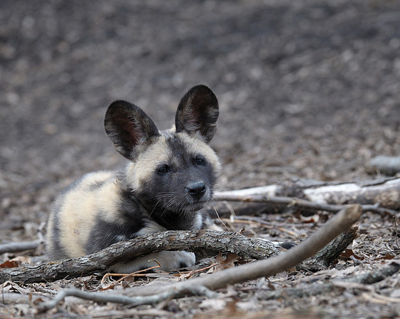 African wild dog pup