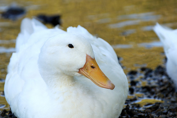 Duck