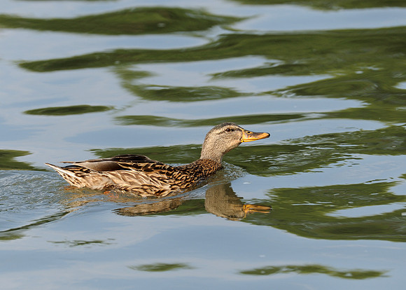 Duck