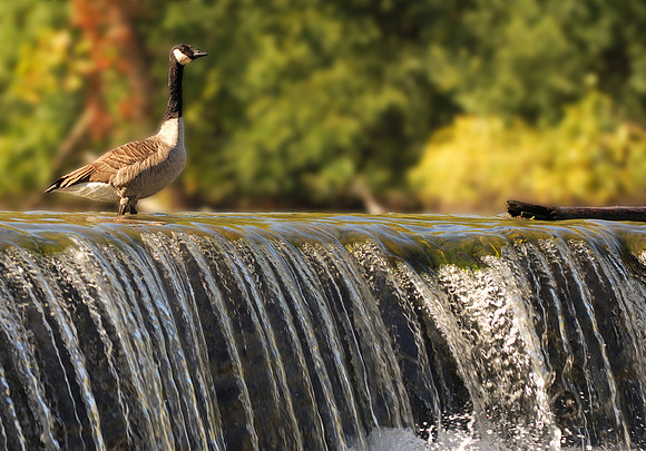 Canada goose