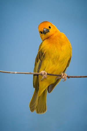 Taveta Golden Weaver
