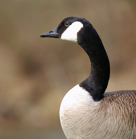 Canada Goose