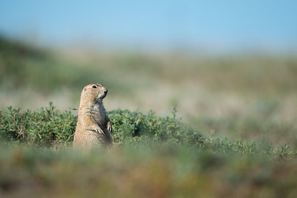 Prairie dog