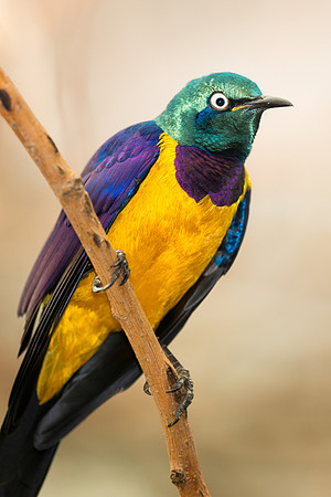 Starling