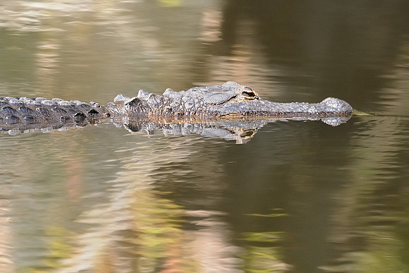 American alligator