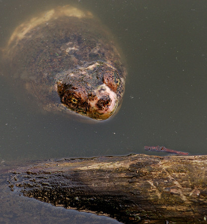Turtle approaches log