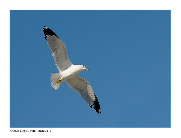 Gull in flight