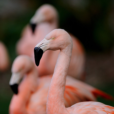 Chilean flamingo