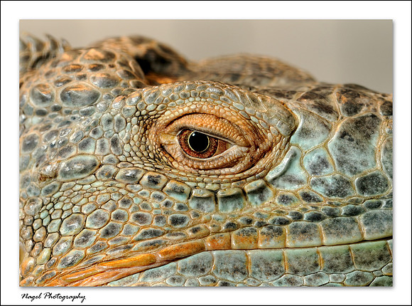 Iguana eye