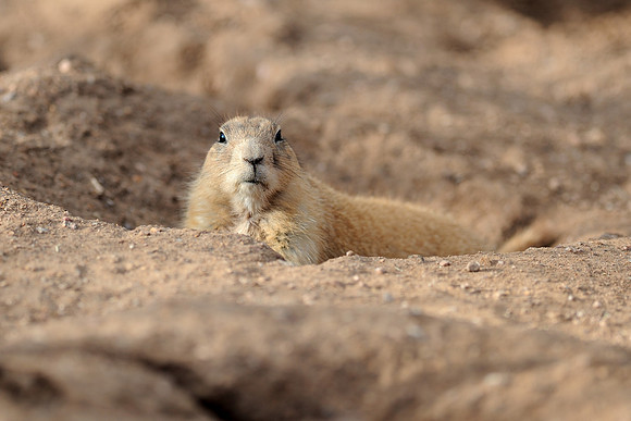 Black-tailed prairie dog
