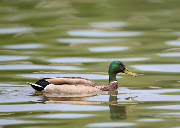 Mallard Duck