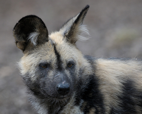 African wild dog pup