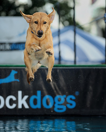 Dock dog