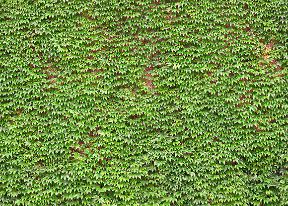 Ivy Covered Wall