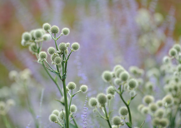 Rattlesnake Master