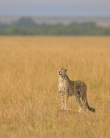 Cheetah