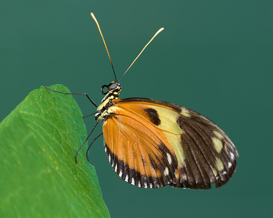 Red Cracker