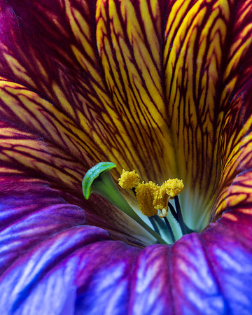 Psychedelic flower