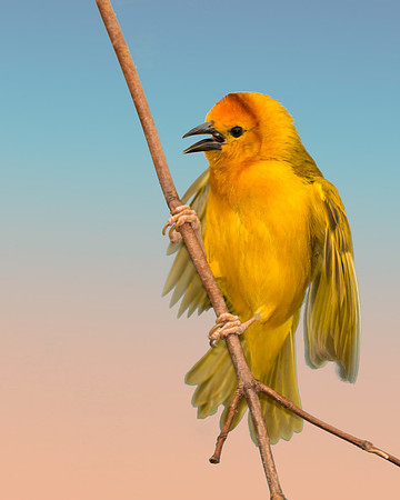 Taveta Golden Weaver