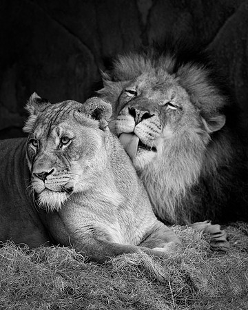 African lions