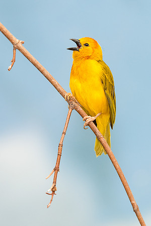 Golden Weaver