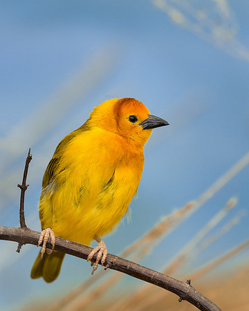 Taveta Golden Weaver