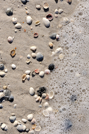 Sea foam shells