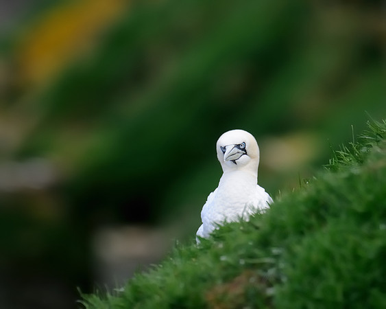 Northern gannet
