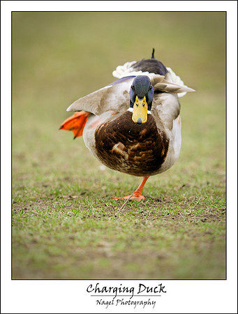 Charging duck