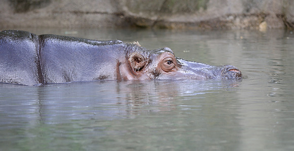 Hippo in water