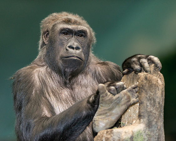 Gorilla
